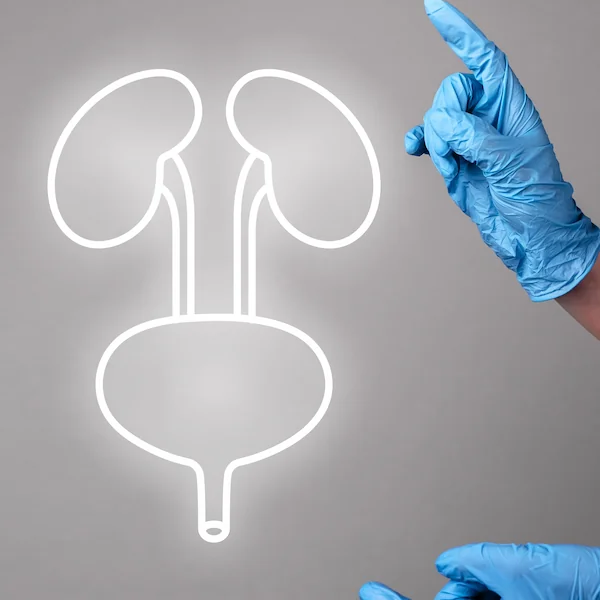 Kidneys & Urinary Tract